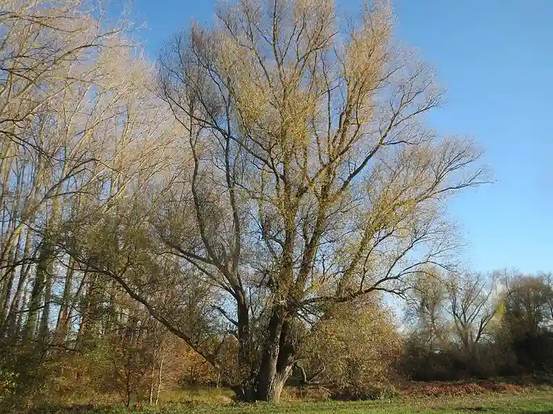 Salix alba, bron Wikimedia.